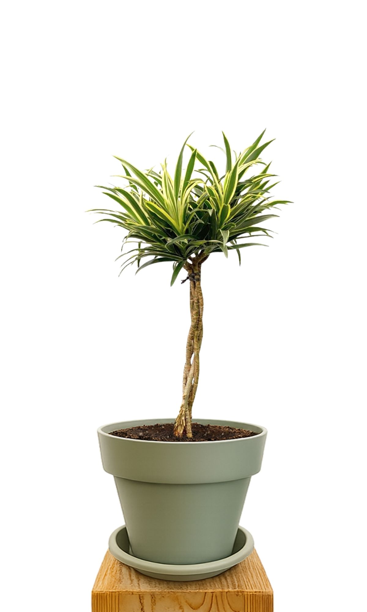 Plant kit 30 Green